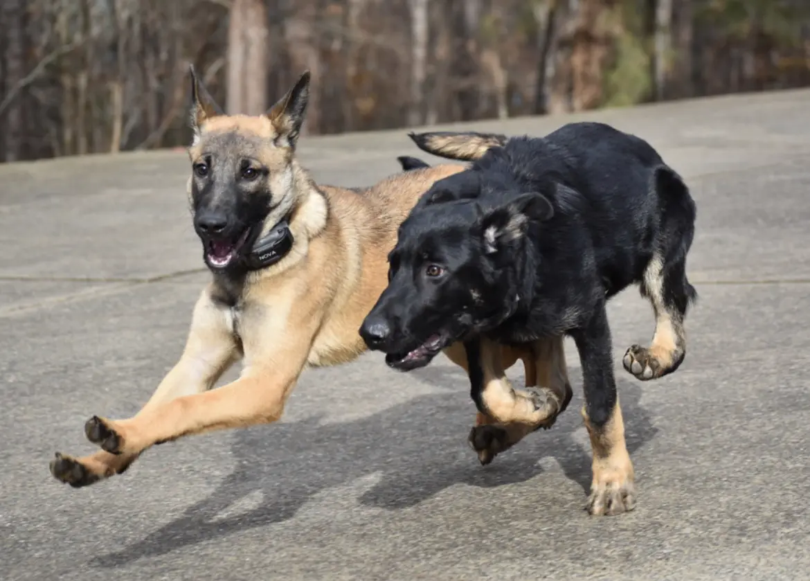 2022 pup training photo 2
