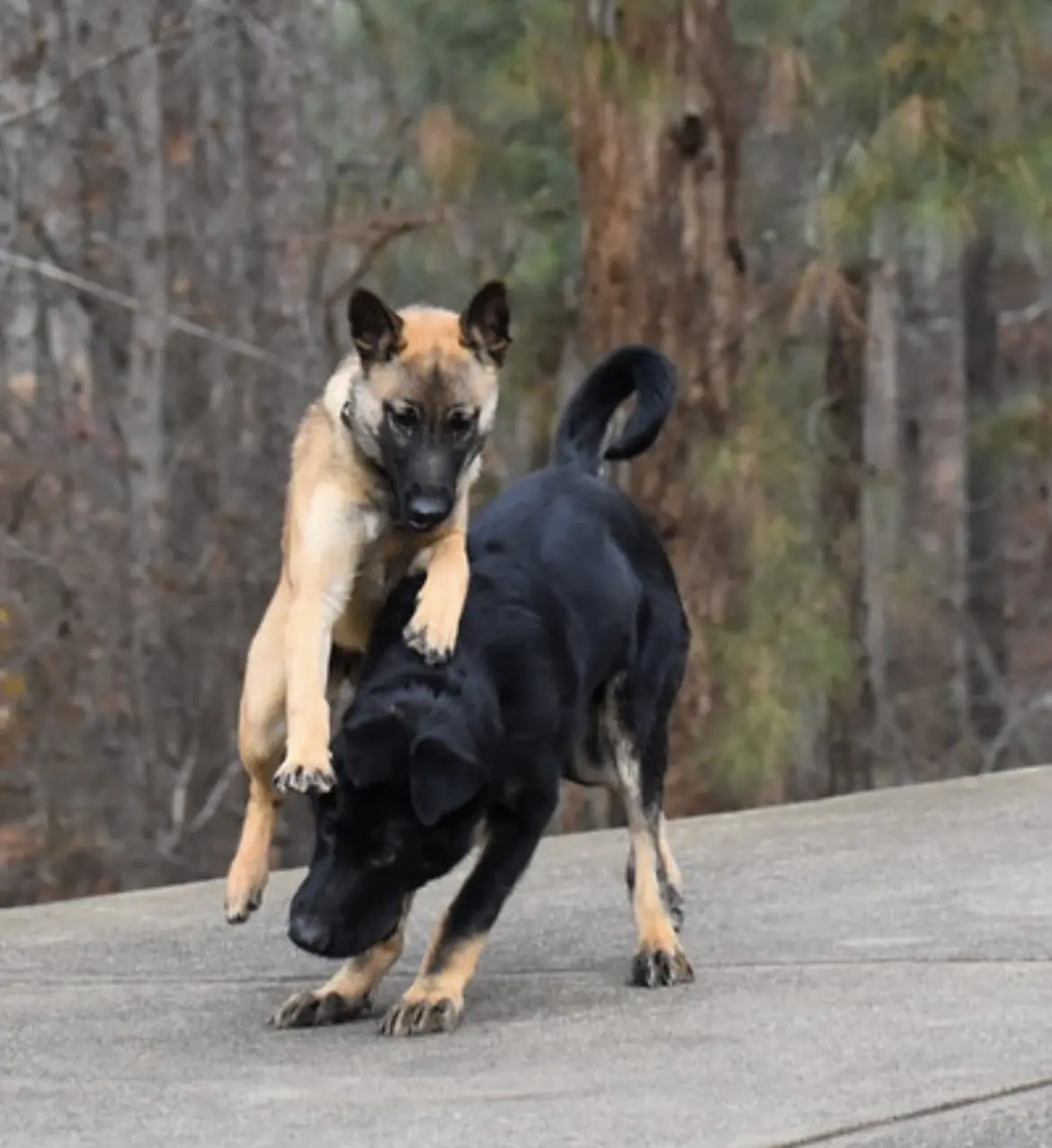 2022 pup training photo 3