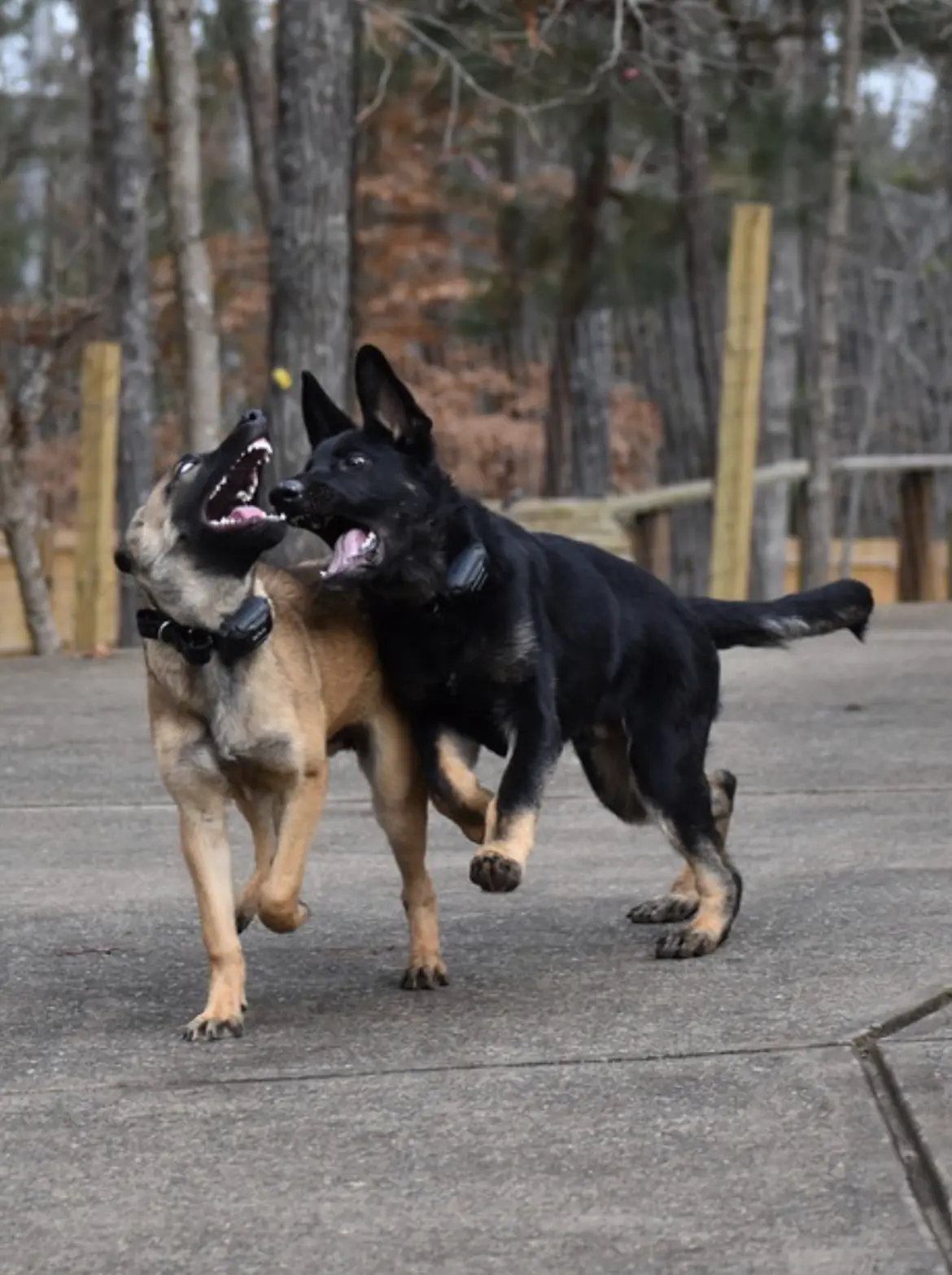 2022 pup training photo 4