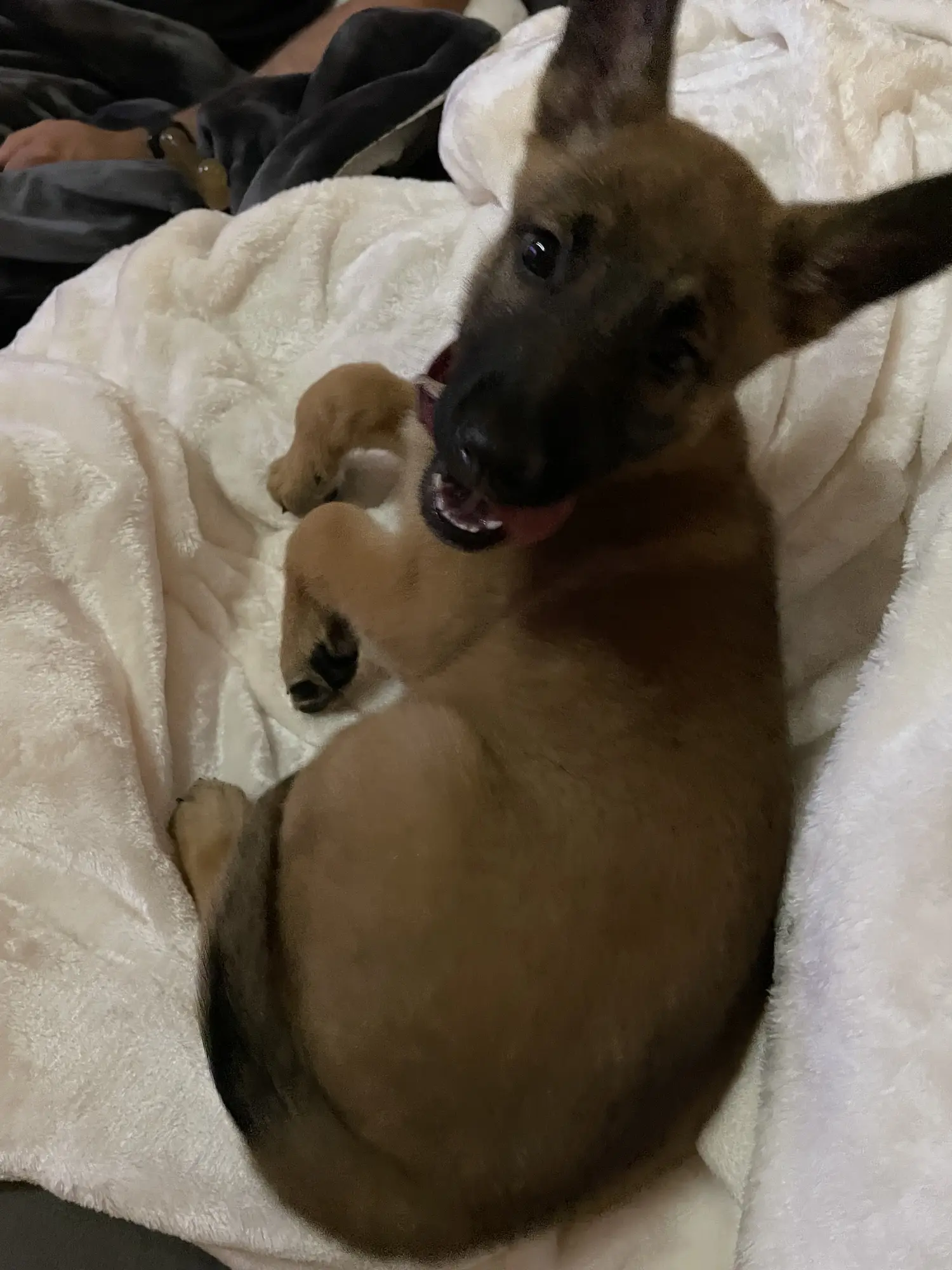 2022 pup trip photo 5