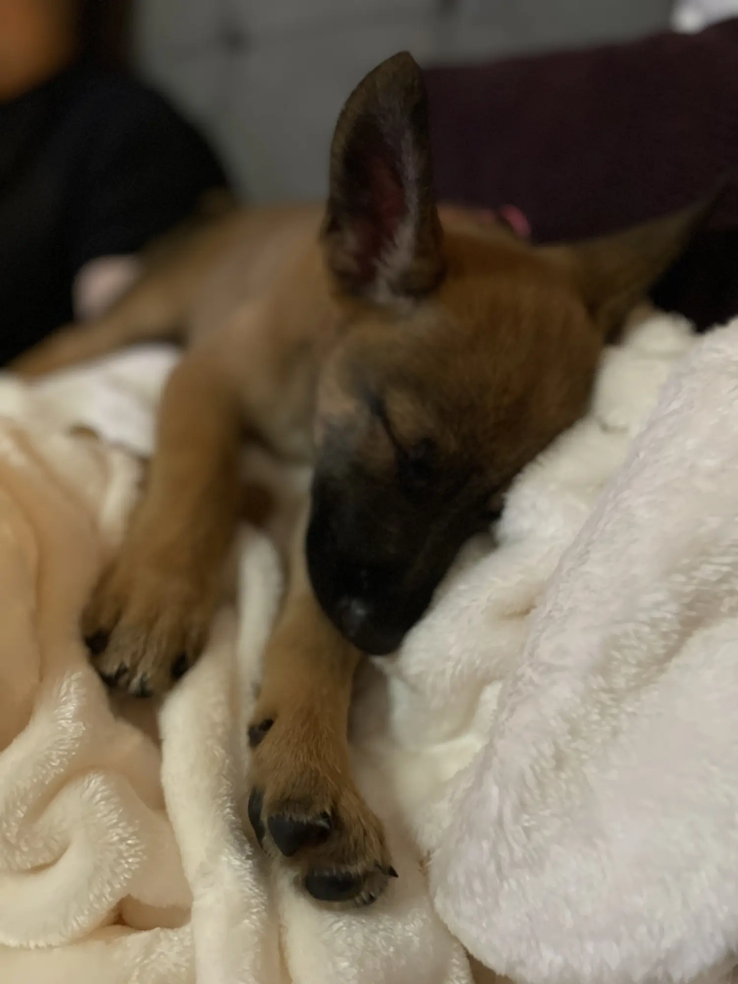 2022 pup trip photo 6