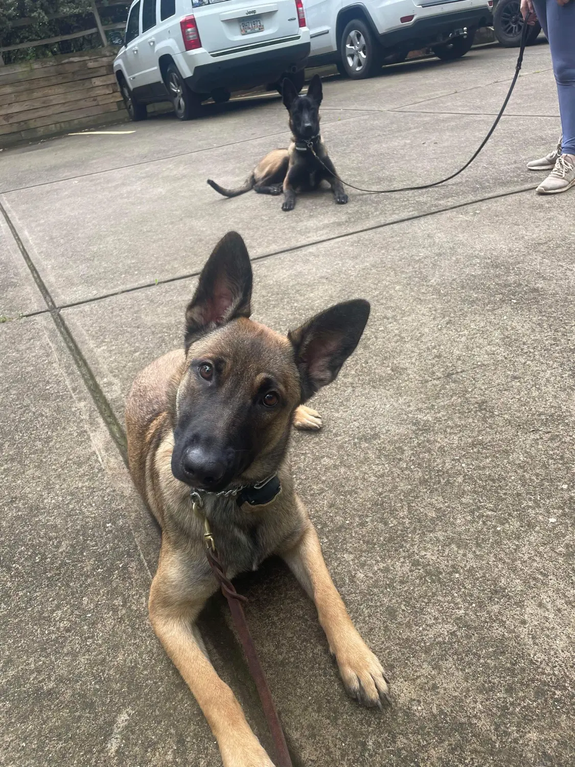 2023 pup training photo 1