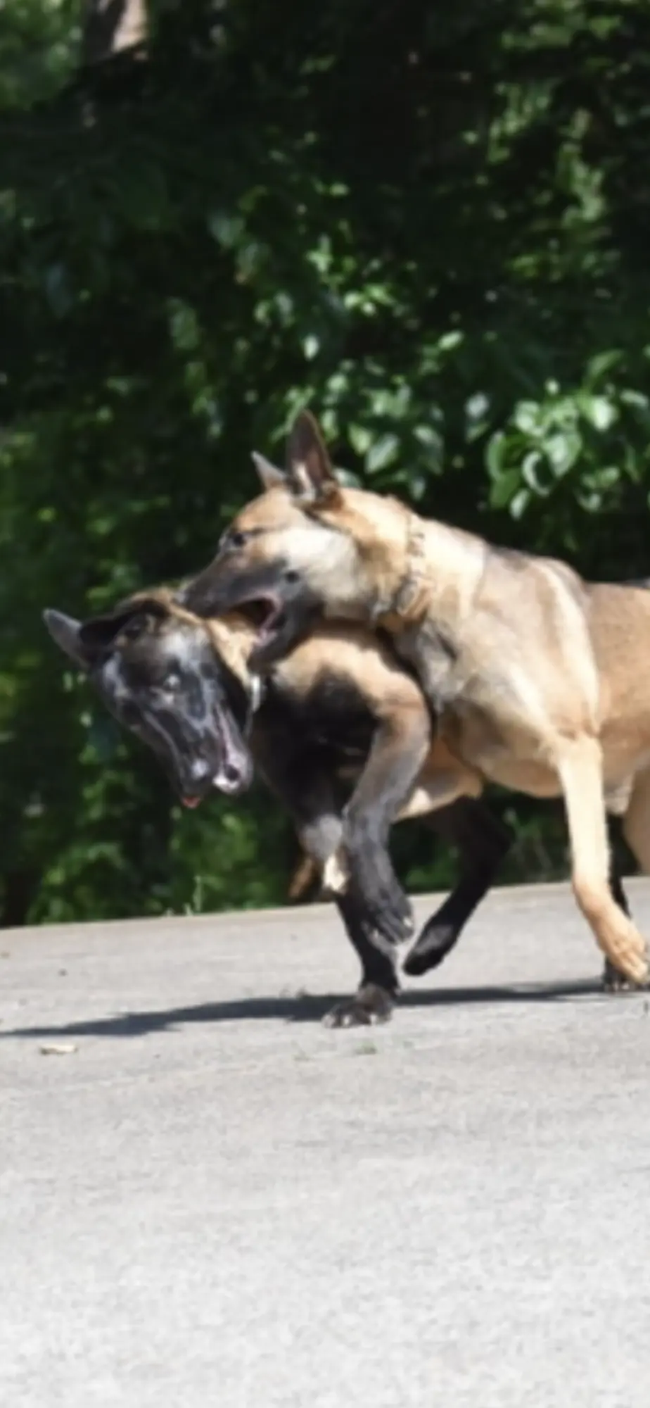 2023 pup training photo 2