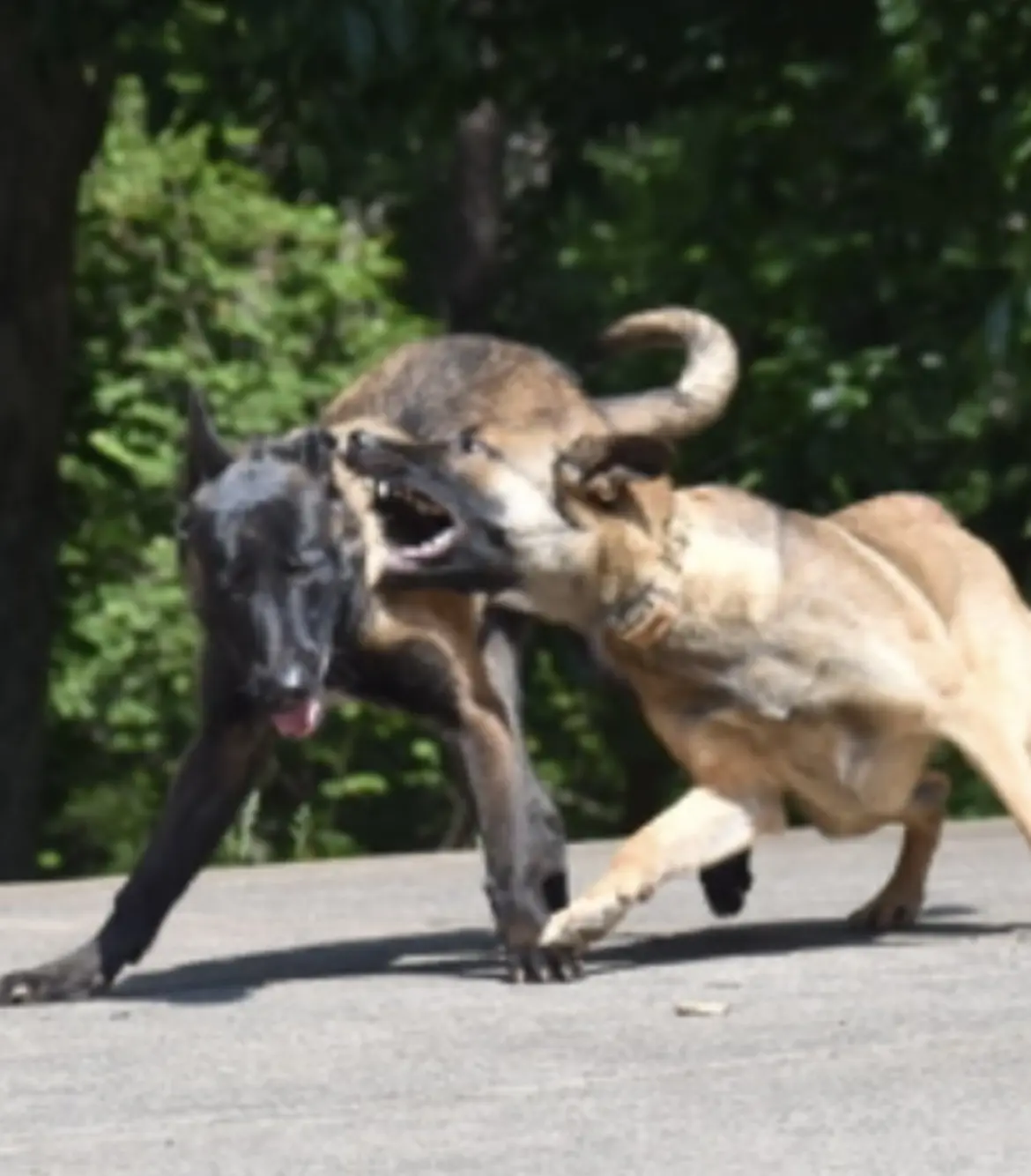2023 pup training photo 3