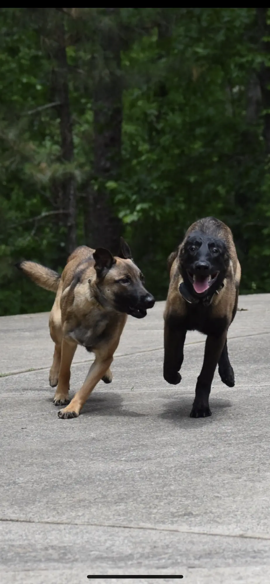 2023 pup training photo 4