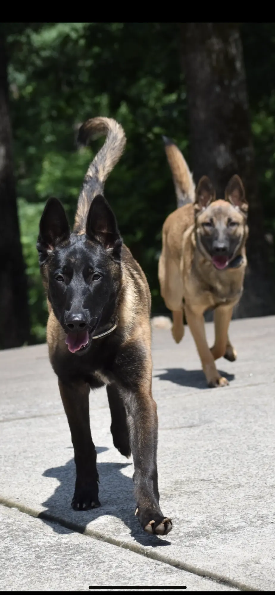 2023 pup training photo 5