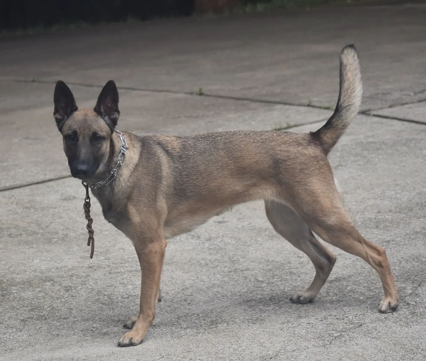 2024 pup training photo 1
