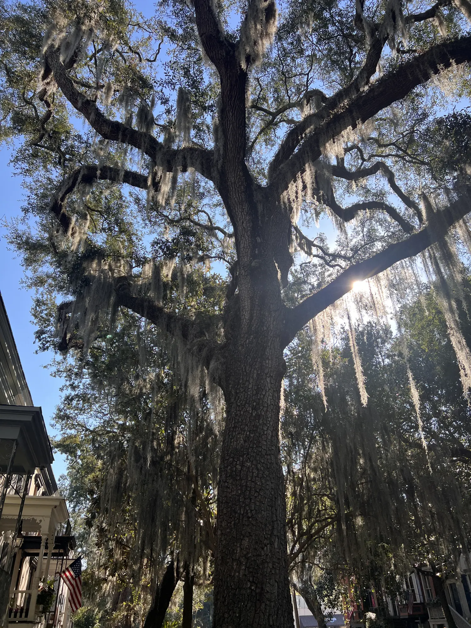 2024 Savannah photo 3