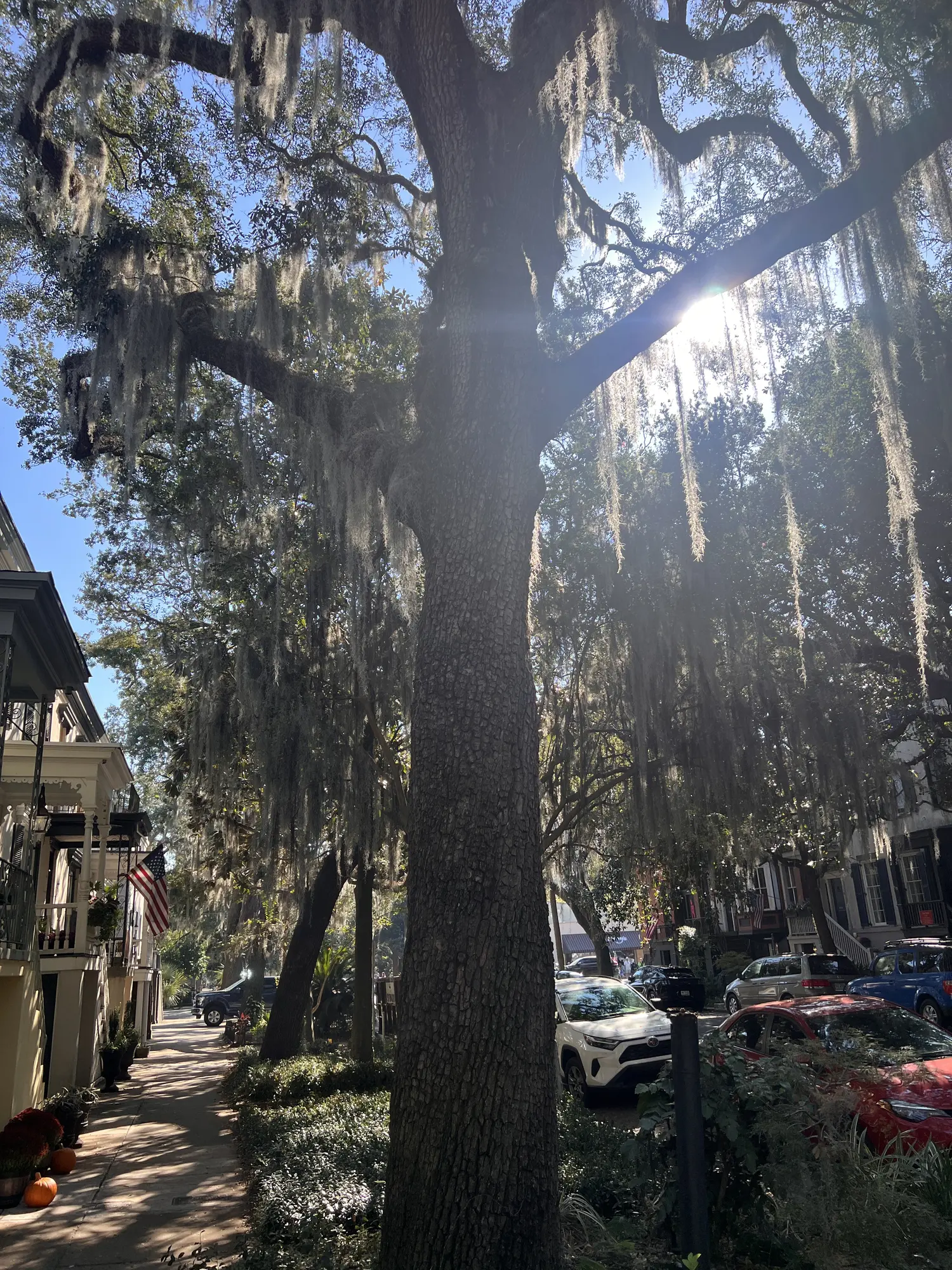 2024 Savannah photo 4