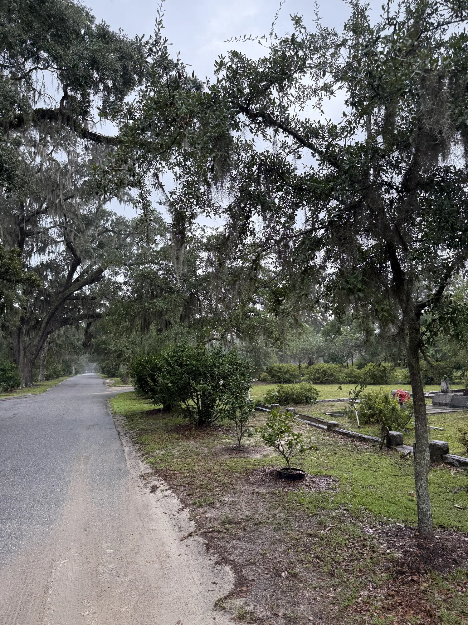2025 Savannah photo 10